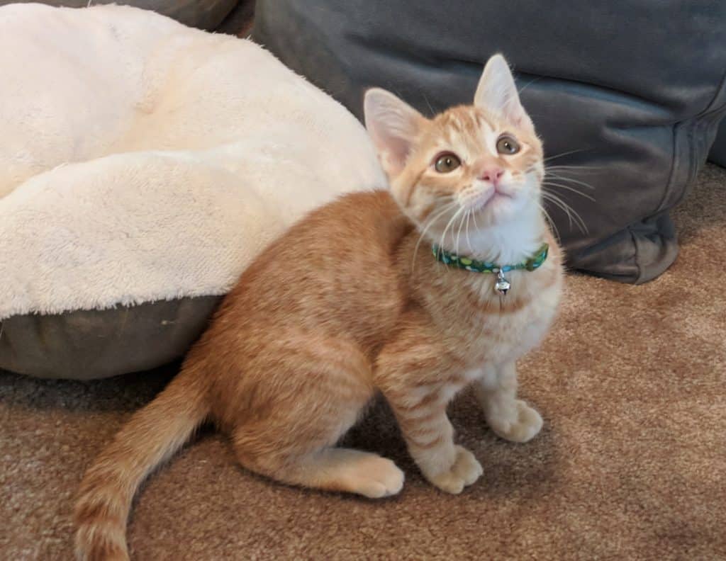 An adorable orange tabby kitten with a green collar, sitting on a soft carpet near a cozy pet bed. The kitten is looking slightly upwards, showcasing its curious expression and bright eyes.