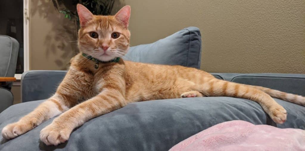 An orange tabby cat with a green collar rests comfortably on a blue couch. The cat is lying stretched out, with its front legs extended and a calm expression. The background shows a soft light and a potted plant.