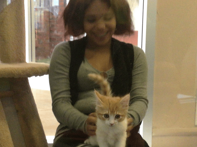 A woman sitting in a room holding a fluffy orange and white kitten. The kitten is looking at the camera while the woman smiles in the background. This image supports the theme of recent adoptions, highlighting adopted pets.