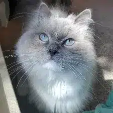 A close-up of a fluffy gray cat with striking blue eyes. The cat is looking upwards, with its whiskers prominently visible. Soft natural light illuminates its fur, providing detail to its features. This image represents an example of pet photos.