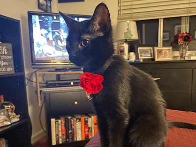A black cat with bright eyes is sitting on a bed, wearing a red rose collar. In the background, a television displays a blurred image, and a bookshelf with books is visible next to a dark cabinet. The setting appears cozy and inviting.