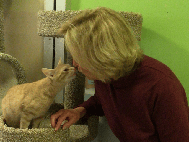 A woman with shoulder-length blonde hair leans down to kiss an orange tabby cat from a cat tree in a pet adoption center. The background features green walls and a soft textured surface. This image represents adopted pets.