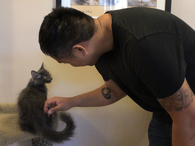 A person with short black hair is gently petting a gray cat sitting on a scratching post. The cat looks up at the person. In the background, there are framed photographs on the wall, suggesting a homely environment related to adopted pets.