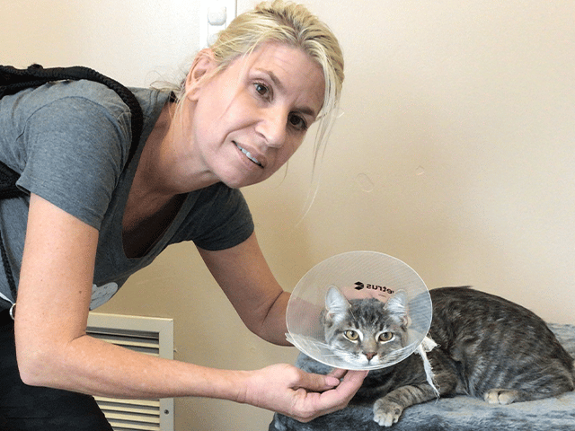 A woman in a gray shirt is gently holding the head of a gray tabby cat wearing an Elizabethan collar. The cat is resting on a soft surface, and the background features a plain wall and an air vent. This image highlights adopted pets in a caring environment.