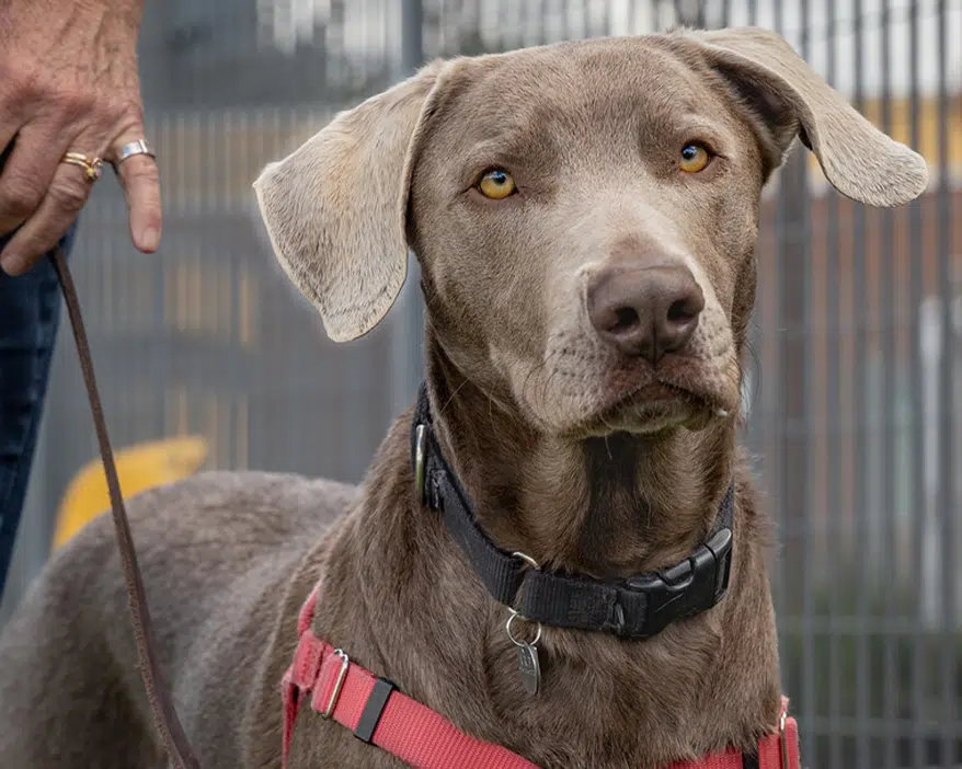 A close-up of a gray Service Dog with yellow eyes, wearing a red harness and leash. The dog appears alert and focused, standing next to a person whose hand is visible, holding the leash. A fence is blurred in the background, suggesting an outdoor setting.