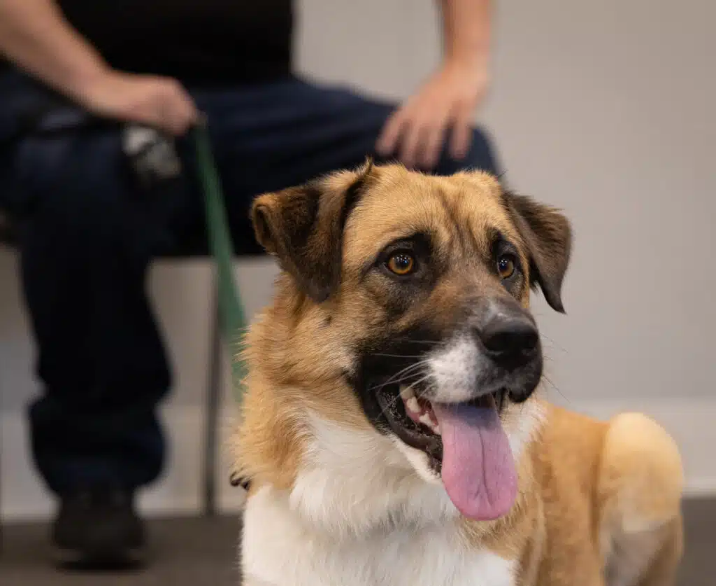 A service dog, a tan and white medium-sized dog, is sitting on the floor with its tongue out. In the background, a person wearing a black shirt is seated, holding a leash. The setting appears to be indoors, likely in an office or community center.