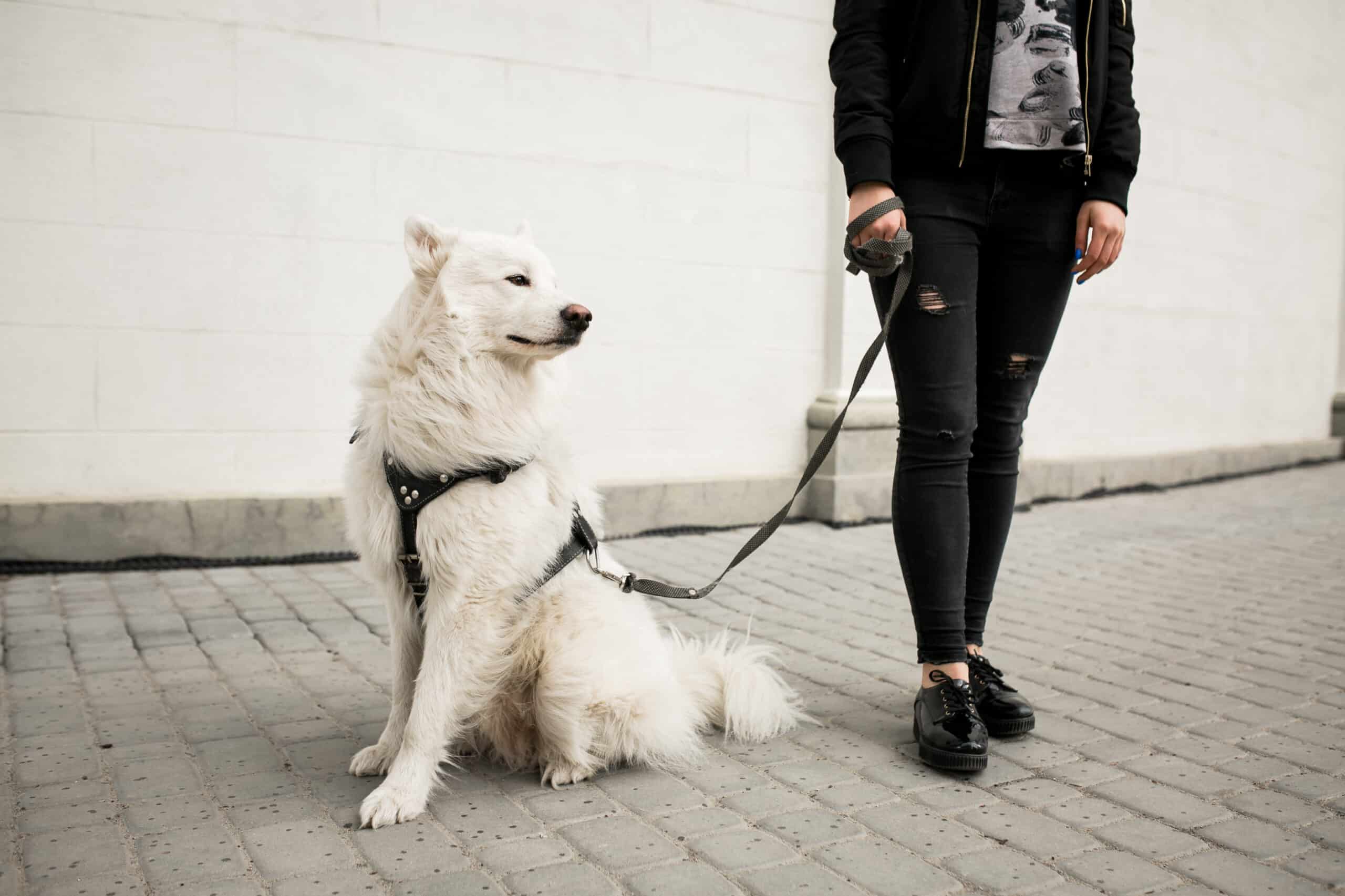 Walking Your Large Dog - Joybound (formerly ARF)