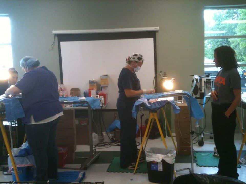Goliath receiving medical treatment