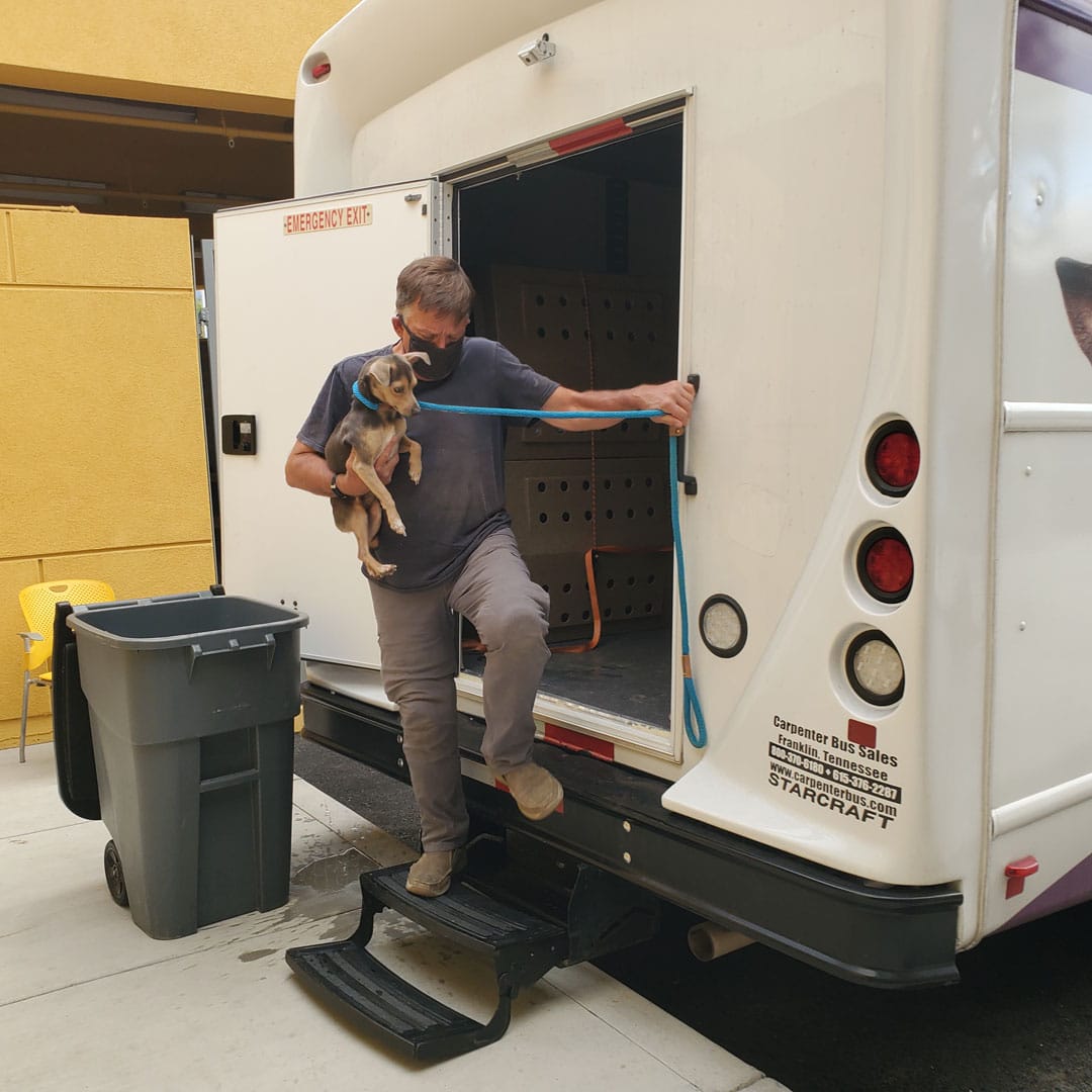 Goliath receiving medical treatment
