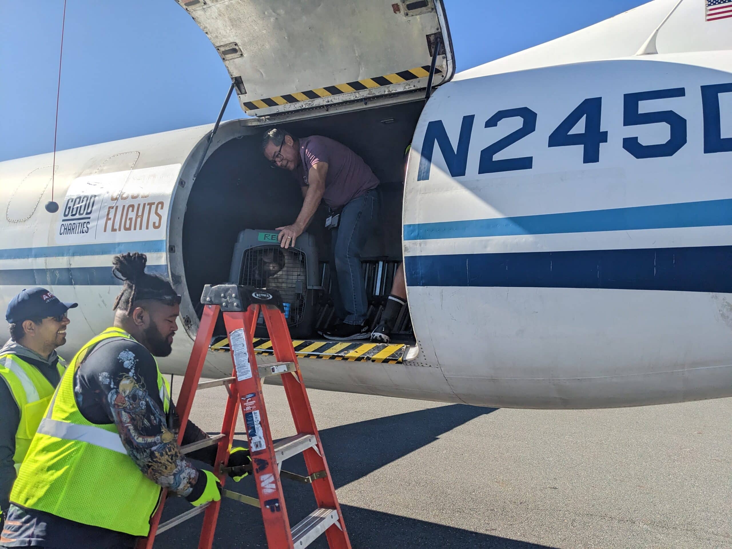 Goliath receiving medical treatment