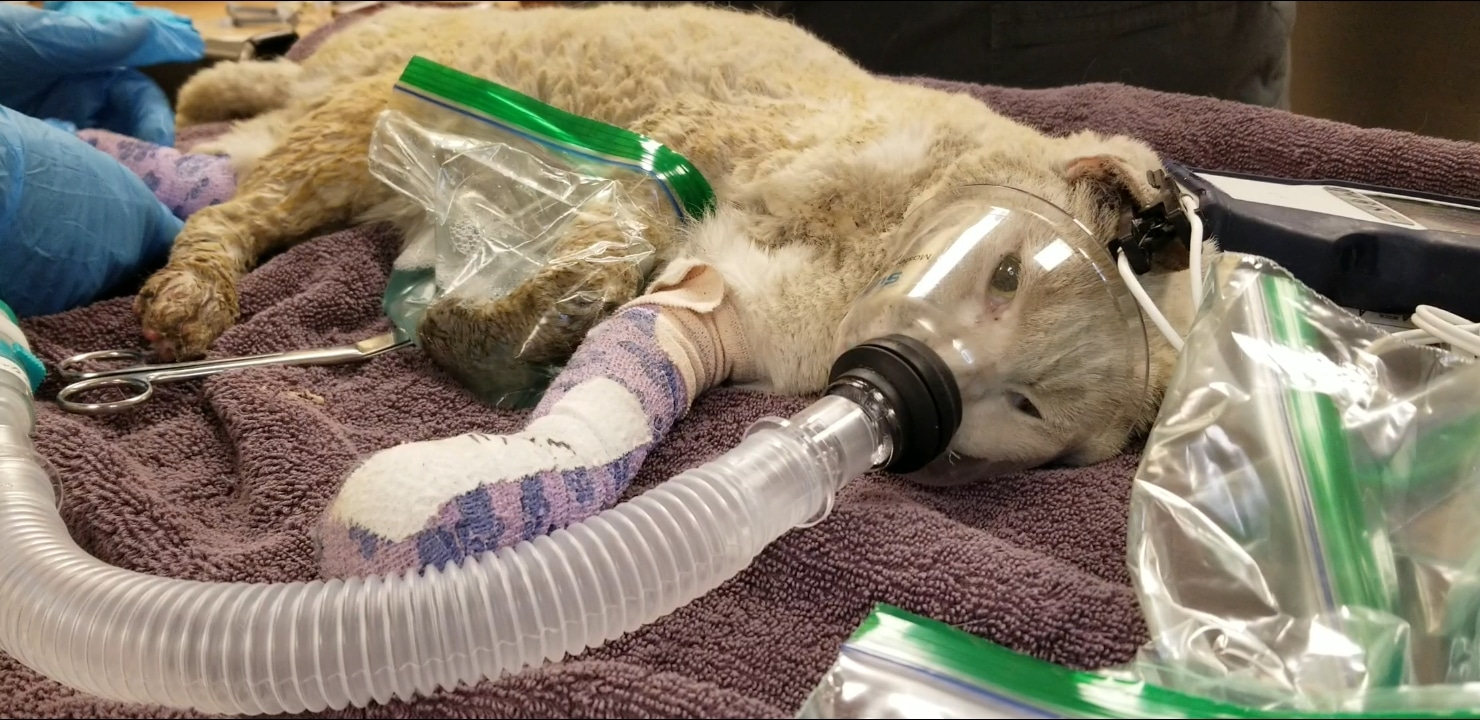Goliath receiving medical treatment