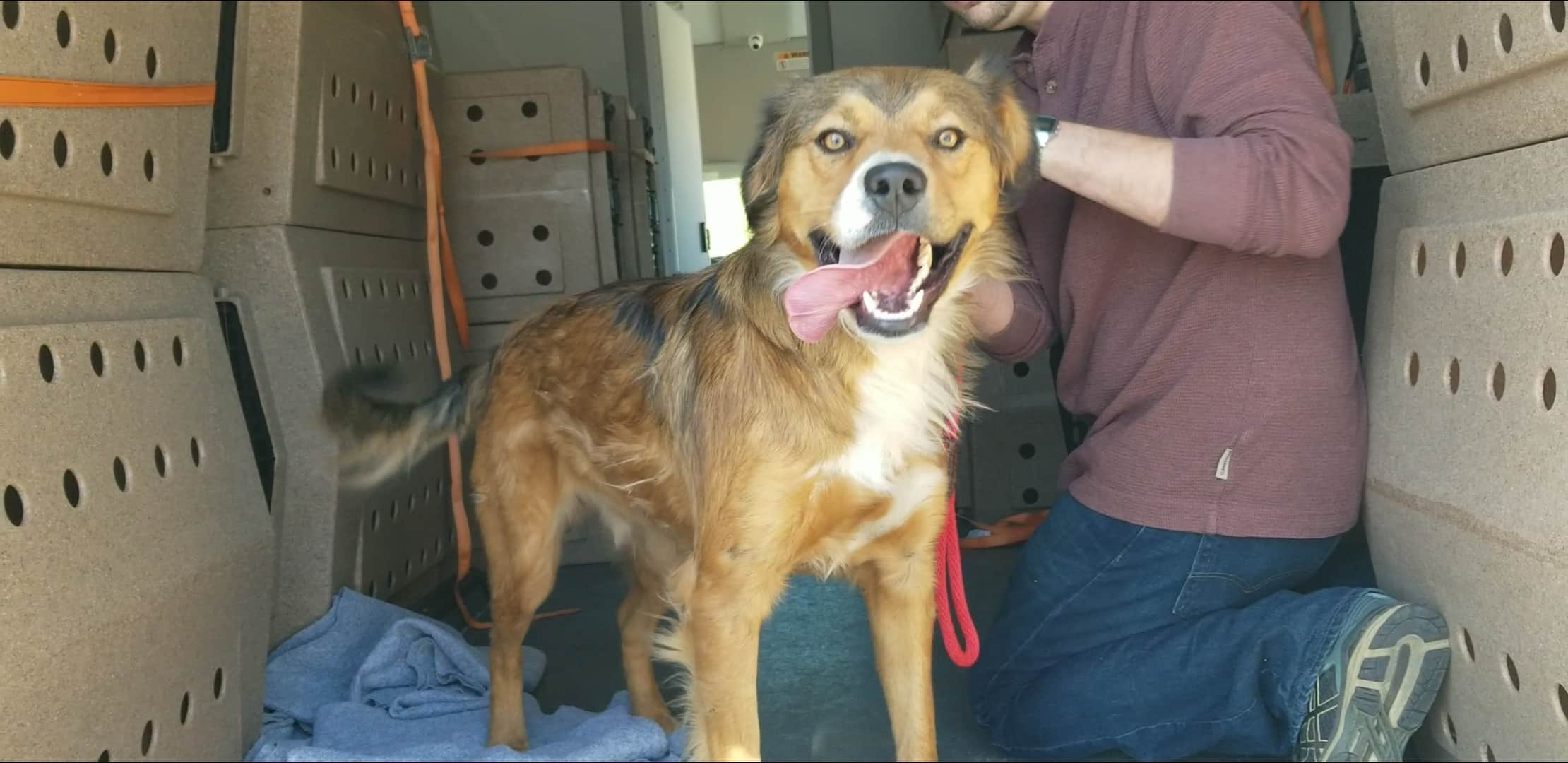 Goliath receiving medical treatment