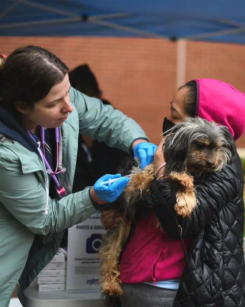 A veterinarian in a green coat administers a vaccine to a small dog held by a woman wearing a pink hoodie. They are under a blue tent at a vaccination event. The scene emphasizes community efforts for pet vaccinations.