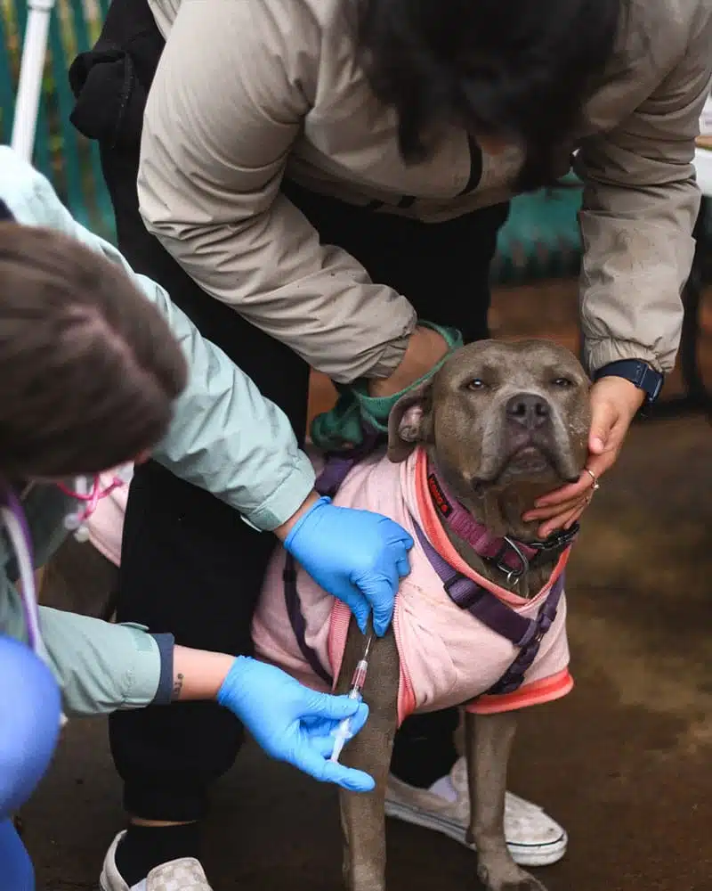 A gray dog wearing a pink jacket receives a vaccination from a veterinary professional. Another person gently holds the dog to keep it calm during the procedure. This scene represents pet vaccinations offered at a community event.