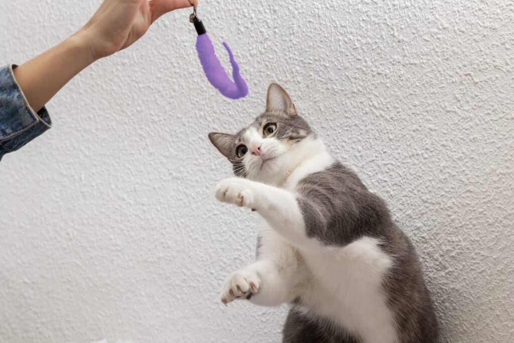 A gray and white cat is playfully reaching for a purple toy dangling from a hand against a textured white wall. This image illustrates the concept of Cat Enrichment through interactive play.