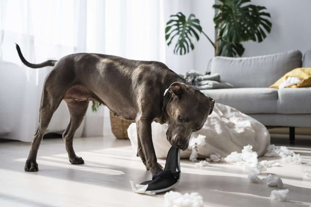 A gray dog chewing on a black shoe in a living room with scattered stuffing on the floor. Sunlight streams through large windows, illuminating a couch and a houseplant in the background. This scene reflects aspects of Dog Enrichment.