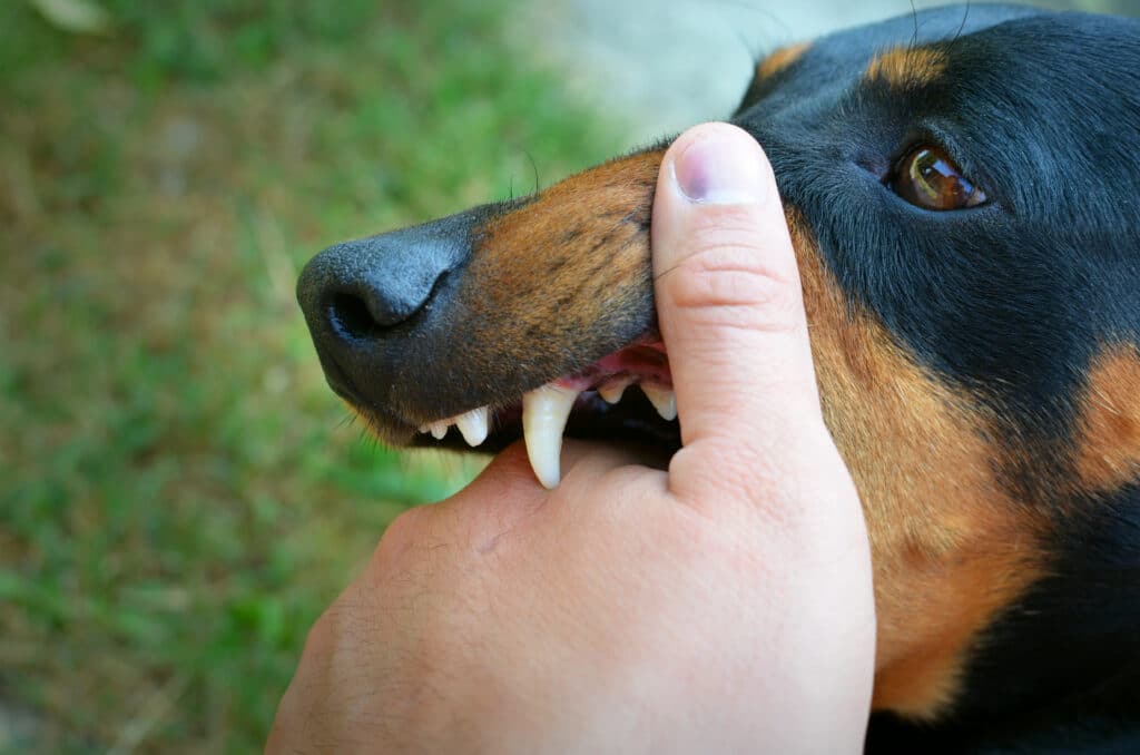 A person's hand gently holding the muzzle of a large dog, showing its sharp teeth. The dog's coat is black with brown markings. The background features grass, emphasizing a playful interaction. This image relates to the topic of "Dog Mouthy."