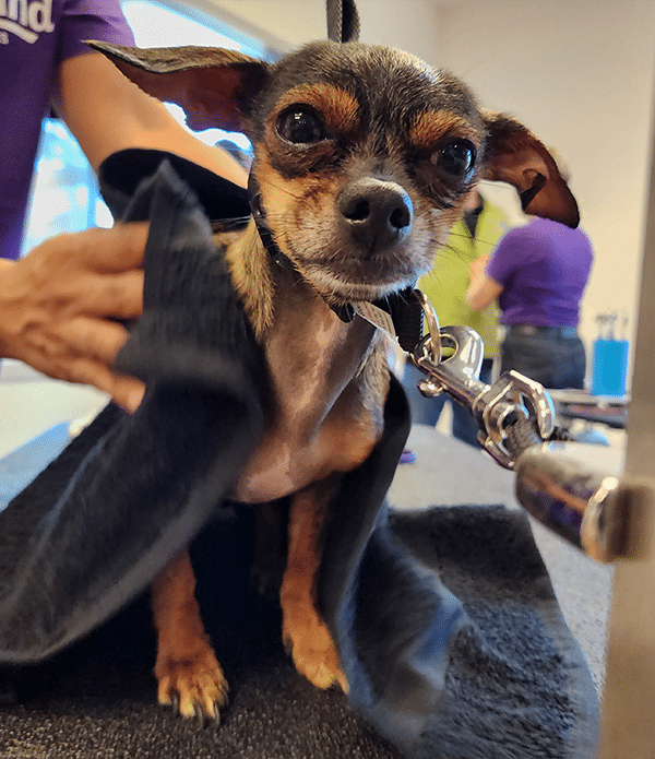 A small dog, possibly a Chihuahua, wrapped in a black towel at a grooming table. A person in a purple shirt is holding the towel, preparing to groom the dog. Grooming tools are visible in the background, indicating a grooming school setting.