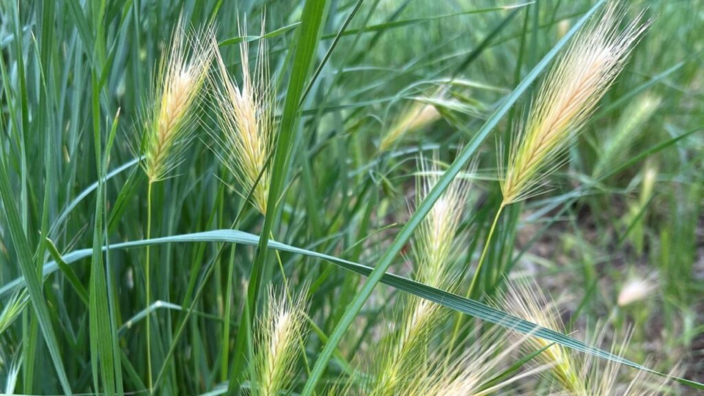 Close-up view of foxtails, a type of grass with slender, elongated seed heads, surrounded by green grass blades. The foxtails are light-colored and feathery, standing out against the lush greenery in the background.