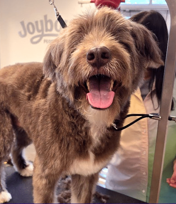 A smiling dog standing on a grooming table, with its tongue out. A groomer, partially visible in the background, is working in a brightly lit grooming school environment. The setting suggests a focus on pet grooming at Engelstad Grooming Academy.