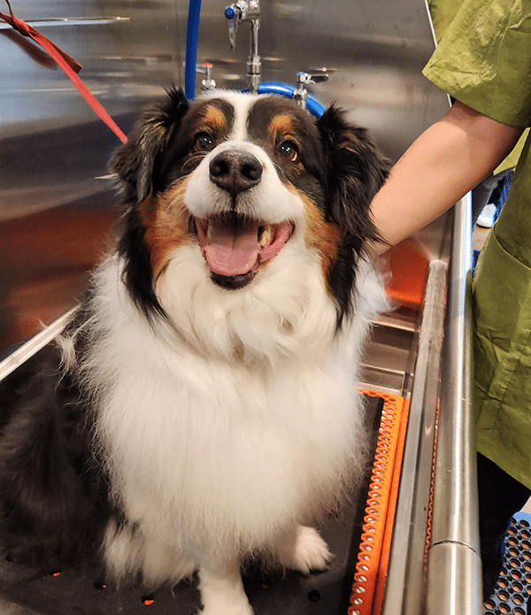A smiling Australian Shepherd dog in a grooming bath, with water hoses visible in the background. A person in a green grooming outfit is interacting with the dog. This scene showcases the professional environment of a grooming school.