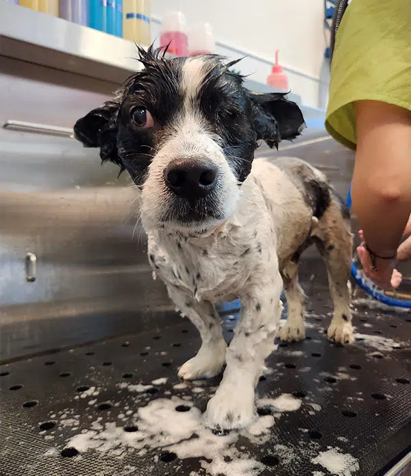 A small dog with a black and white coat stands on a grooming table, covered in soap suds. The dog's wet fur is slicked back, and a person's hand is seen in the background holding a grooming tool. This image is related to a Grooming School.