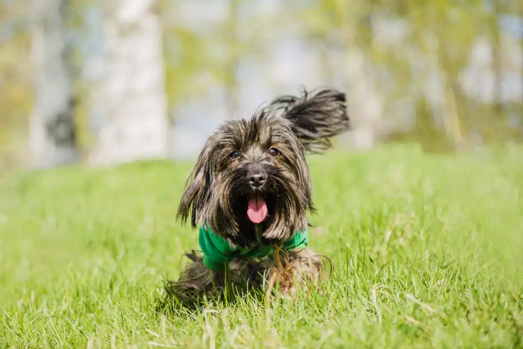 A small dog with long fur wearing a green shirt is running on a grassy field. The dog has its mouth open, giving the impression of happiness, and its tail is raised. Trees with green leaves are blurred in the background, suggesting a sunny day.