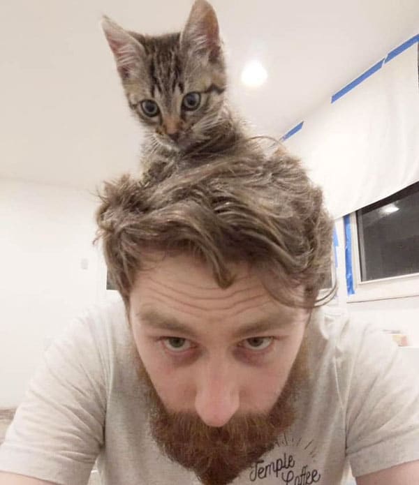 A man with a beard looking down at the camera, with a small tabby kitten perched on his head. The setting is bright, with white walls and a window in the background, suggesting a home environment, highlighting a moment of fostering.