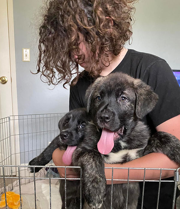 A child with curly hair holds two playful puppies with black and gray fur, resting in a cage. The puppies are sticking their tongues out, and the room has light-colored walls with a TV visible in the background, illustrating a fostering environment.