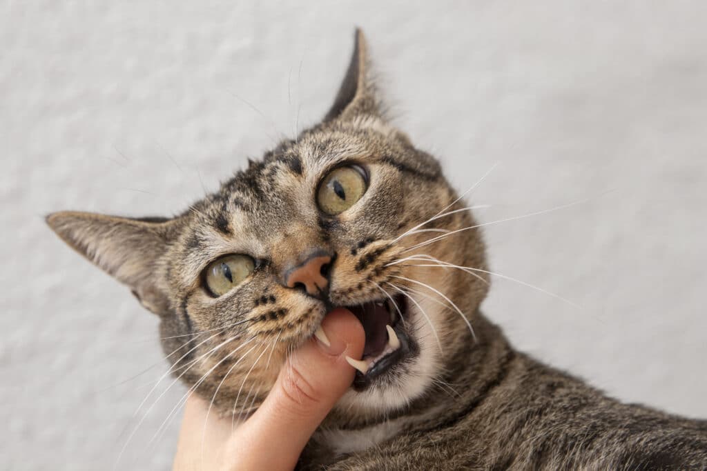 A striped cat showing its teeth while biting a person's finger. The cat's eyes are wide open, and its ears are perked up. The background is a soft gray, emphasizing the cat's facial expression. This depicts a moment of feline overstimulation possibly causing the cat biting.