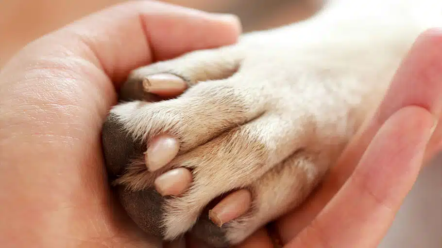 Pet Loss Support Meeting