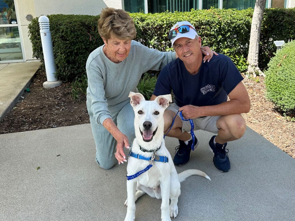 A woman and a man kneel beside a white dog in a blue harness on a sidewalk. The dog is looking up, and the two people are smiling and petting it. The background features greenery and a building, suggesting a community or adoption event.