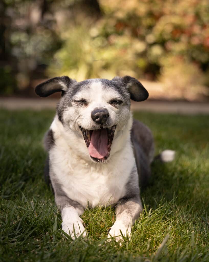 A gray and white dog lying on green grass, with its mouth open in a yawn. The background features blurred vegetation, indicating an outdoor setting with soft natural light.