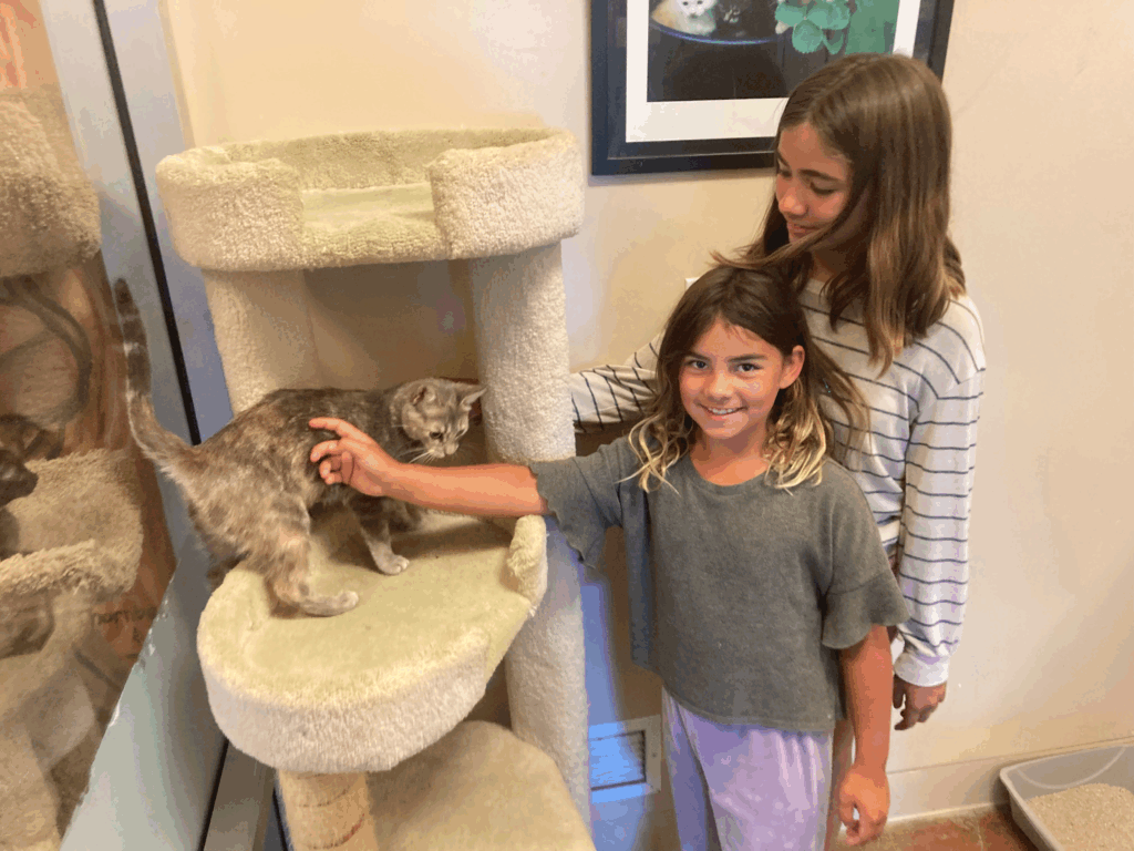 Two girls interacting with a kitten on a beige cat tree in an animal shelter. One girl is smiling while petting the kitten, while the other stands close, watching. A framed image is visible on the wall behind them.