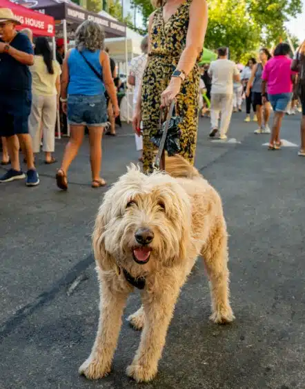 Mobile Adoptions at Locust Street Festival (Walnut Creek)
