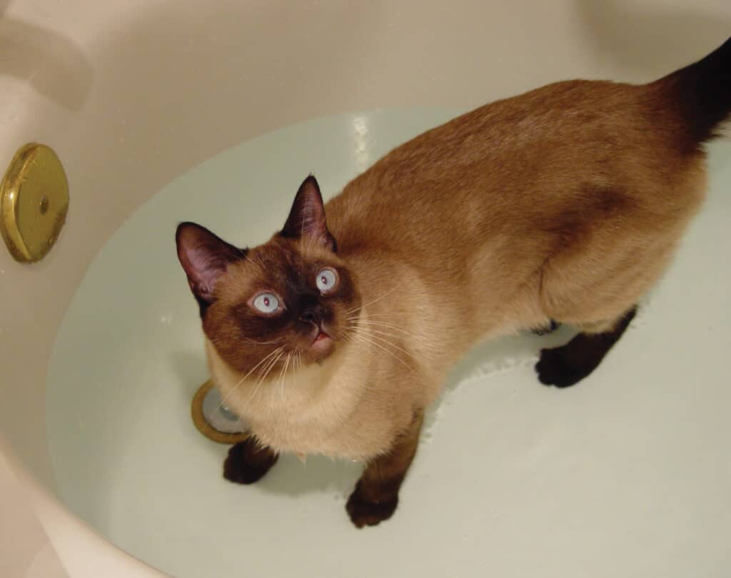 A Siamese cat with cream-colored fur and dark points standing in a bathtub filled with water. The cat's bright blue eyes are wide open, and it appears alert and curious about its surroundings.