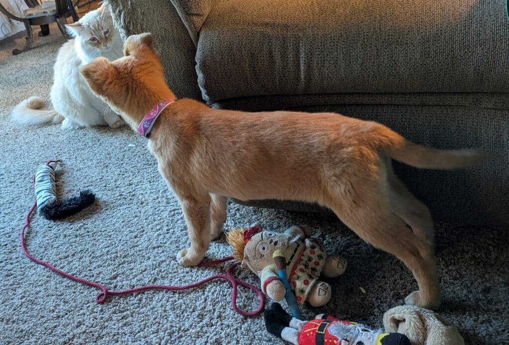 A small tan puppy stands on a carpet near a light-colored cat. The puppy is looking at the cat, which is sitting on a couch. Several toys are scattered on the floor, including stuffed animals and a string.