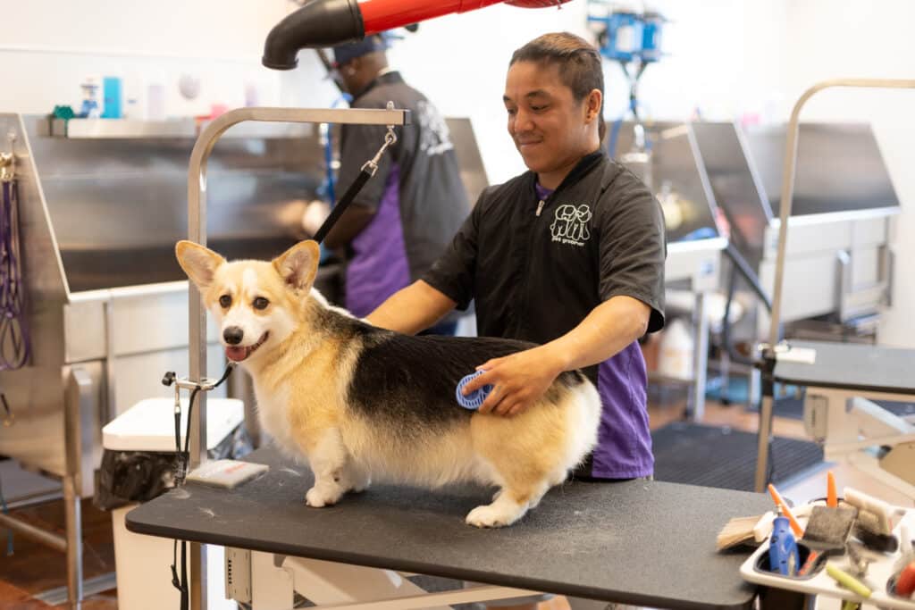 A dog groomer in a black apron is grooming a corgi on a table in a well-lit grooming salon. The groomer holds a brush while a drying tool is positioned above. Other grooming equipment is visible in the background.