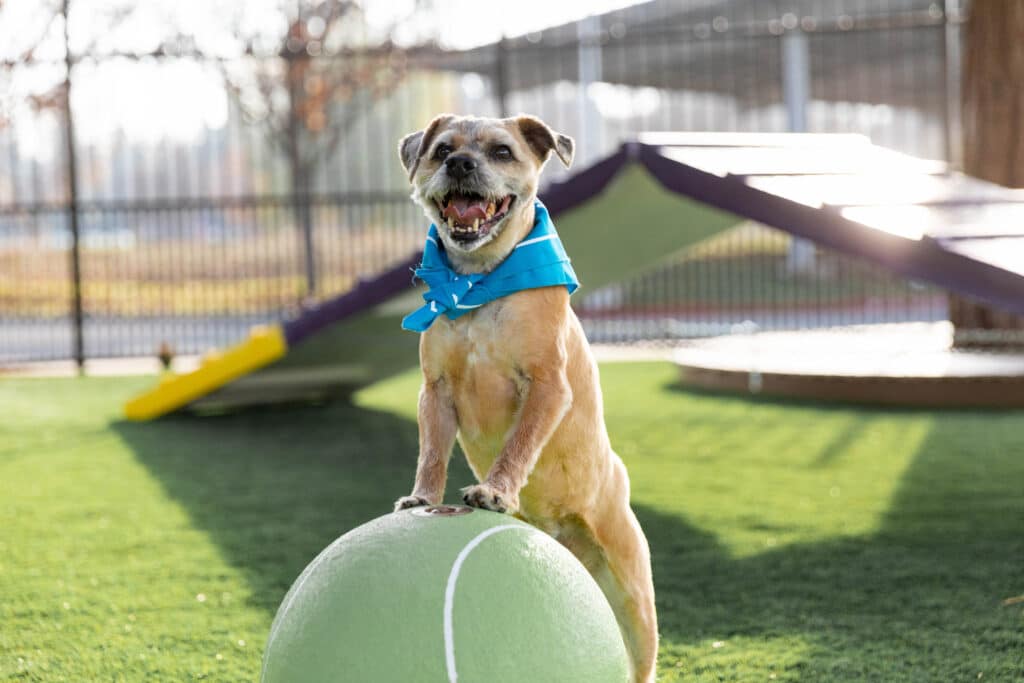 A brown dog wearing a blue bandana stands on a large green ball in a sunny dog playground. In the background, agility equipment and a fenced area are visible on a grassy surface.