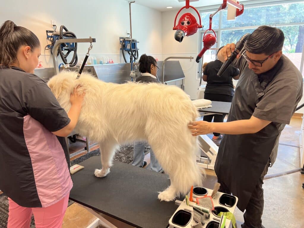 A large white dog stands on a grooming table in a pet grooming salon. Two groomers, one with long hair and wearing a black and pink uniform, brushes the dog's fur, while another groomer, wearing a gray uniform, uses a grooming tool.