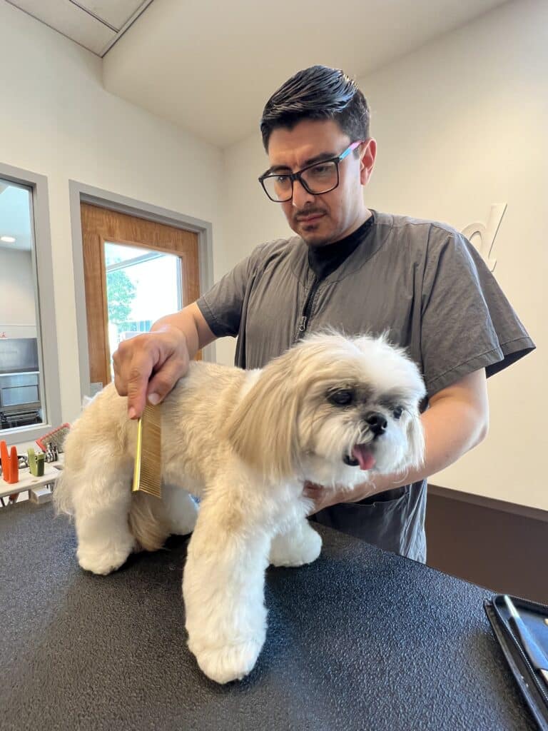 A groomer with glasses is combing the fur of a fluffy, light-colored dog placed on a grooming table. The setting appears to be a pet grooming salon with neutral-colored walls and a window in the background.