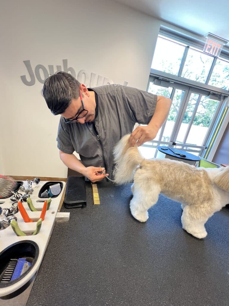 A man with glasses trims the tail of a small dog on a grooming table. The workspace includes grooming tools and a measuring tape next to him. A bright room is visible in the background with large windows letting in natural light.