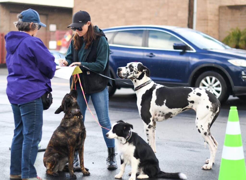 Two women standing on a paved area while interacting, one holding a clipboard. Three dogs, including a Great Dane, a mixed breed, and a black-and-white dog, are nearby, with a parked blue car in the background and a traffic cone to the right.