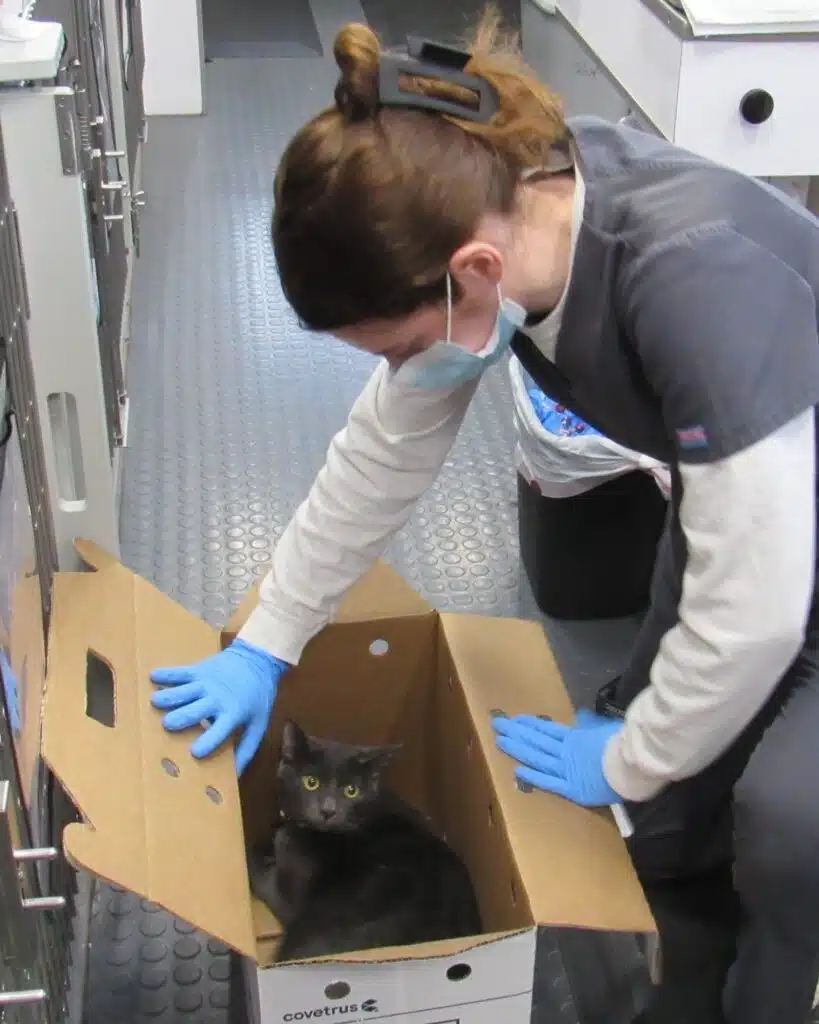 A veterinarian in gloves prepares a gray cat inside a cardboard box at a veterinary clinic. The cat appears calm, with the veterinary office environment visible in the background, highlighting the context of pet vaccinations.