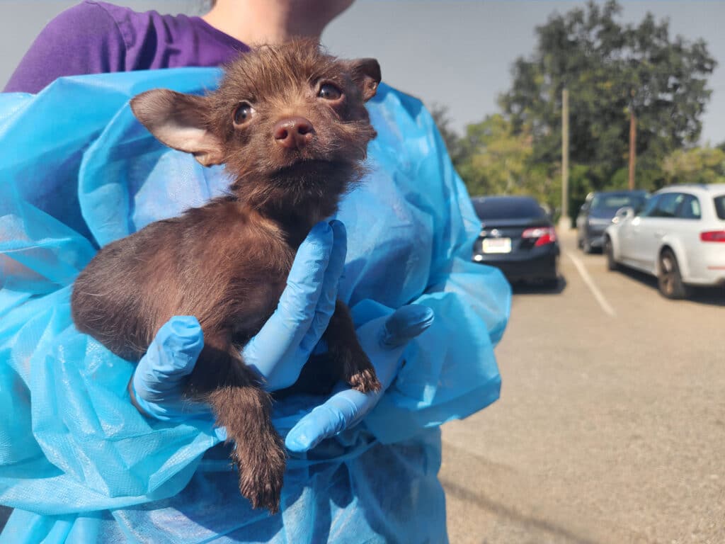 A person wearing blue protective gloves and a blue gown holds a small brown rescue puppy outside. The backdrop shows parked cars and greenery, indicating a rescue situation in a community setting.