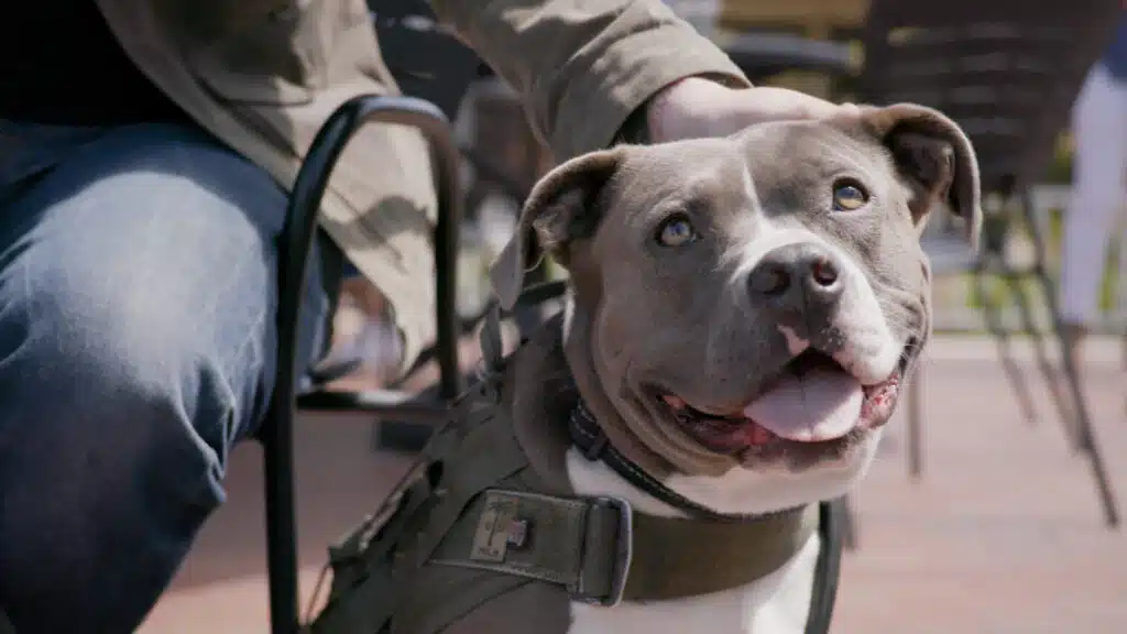 A grey and white dog wearing a harness sits beside a person's leg, with the person gently petting its head. The scene is set in a casual outdoor environment, suitable for socializing, likely in Walnut Creek. Joybound is a local animal-friendly initiative.