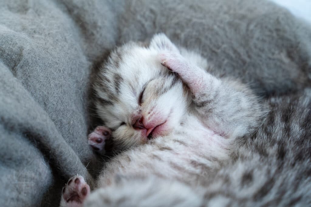A sleeping gray and white kitten nestled on a soft gray blanket, with its paw resting on its face, showcasing its small size and relaxed posture. This image captures a peaceful moment that reflects the comforting environment of Joybound in Walnut Creek.