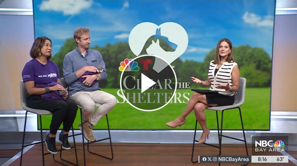 A television studio scene featuring two individuals sitting on a couch, one holding a small dog. They are discussing the 'Clear the Shelters' campaign, which is highlighted in the background graphic. A host is presenting while seated across from them.