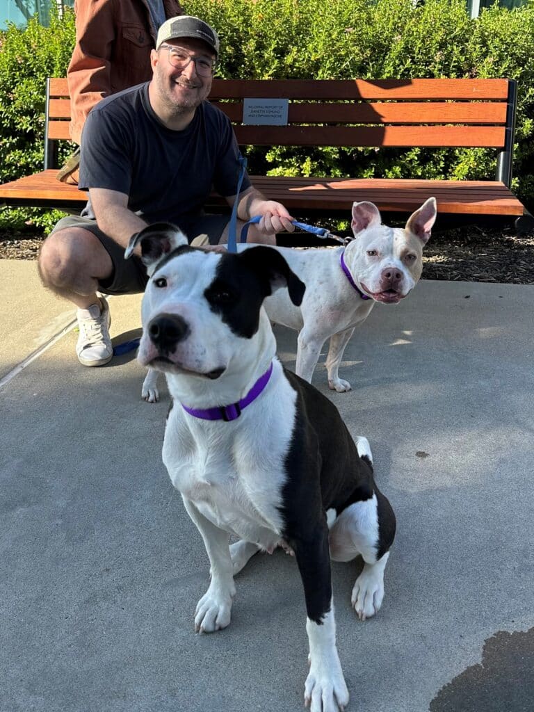 A man in a cap squats on a sidewalk next to two dogs on leashes. One dog is a black and white pit bull with a purple collar, sitting in front, and the other is a white pit bull with tan markings, standing behind. A wooden bench is visible in the background.