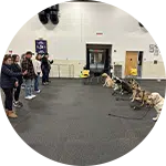 A group of people stand on one side of a training facility, observing several dogs sitting calmly on the opposite side. The dogs are leashed, showcasing dog training activities in a spacious, well-lit environment.